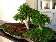 bonsai tree photo