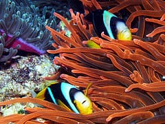 clown fish in anemone photo